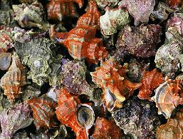 Ракушки-муричи - источник ценной пурпурной краски