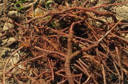 Корни растения роббия - источник красной краски