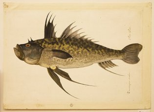 Рыба-монах, рисунок Якопо Лигоцци