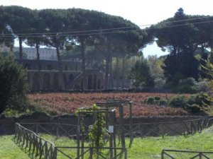 Виноградники в Помпеи