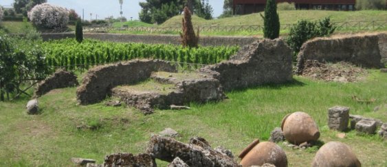 Виноградники в античном городе Помпей среди раскопок и римских зданий
