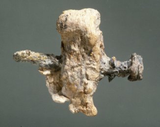 Находка - гвоздь в кости распятого человека в 6-65 году