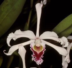 Орхидея Лаелия Криспи